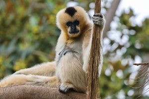 ADELAIDE ZOO