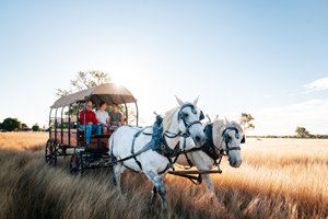 TEXAS LONG HORN